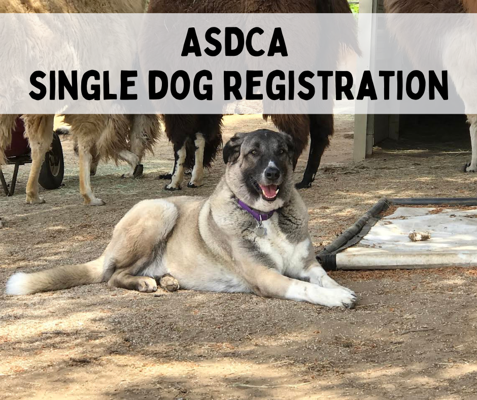 Single Dog Registration (Member)