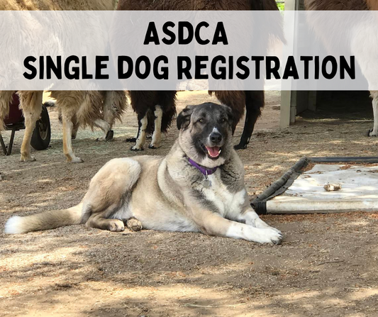 Single Dog Registration (Non-Member)